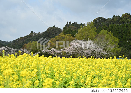 菜の花畑とソメイヨシノ 132237433