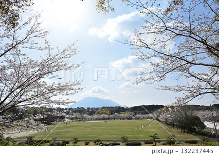 満開の桜に包まれる吉野公園 満開の桜に包まれる吉野公園 132237445