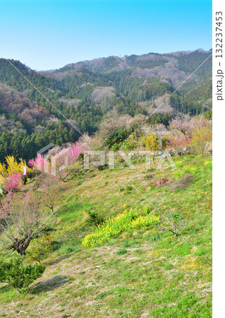 花桃の里　早春の里山　東秩父村 132237453