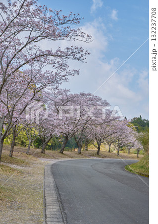 桜が咲く道路沿い 桜が咲く道路沿い 132237708