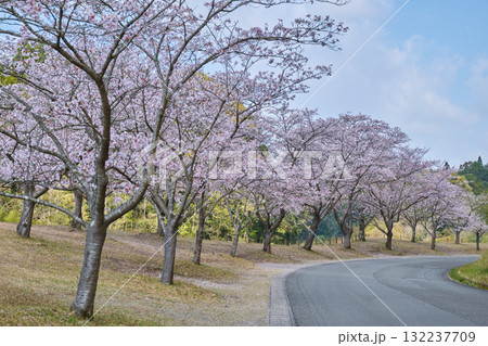 満開の桜が咲く道路の道 満開の桜が咲く道路の道 132237709