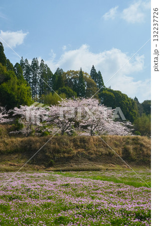 ピンク色に染まる桜とレンゲの景色 132237726