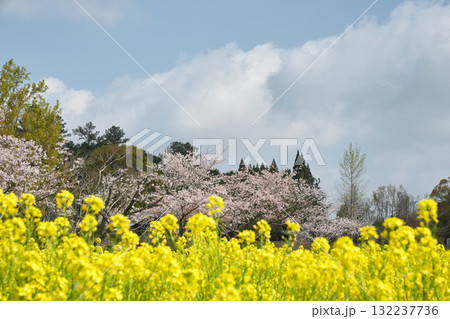 ピンク色の桜と黄色の菜の花の風景 132237736