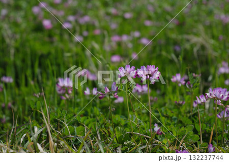 かわいいレンゲの花 132237744