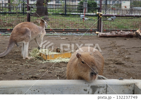 餌をねだるカピバラとカンガルー 餌をねだるカピバラとカンガルー 132237749