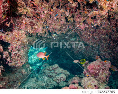 ミナミハタタテダイ、トガリエビス他群れ。美しいサンゴ礁と熱帯魚の群れ。島尻郡慶良間諸島座間味島安室島 ミナミハタタテダイ、トガリエビス他群れ。美しいサンゴ礁と熱帯魚の群れ。島尻郡慶良間諸島座間味島安室島 132237765