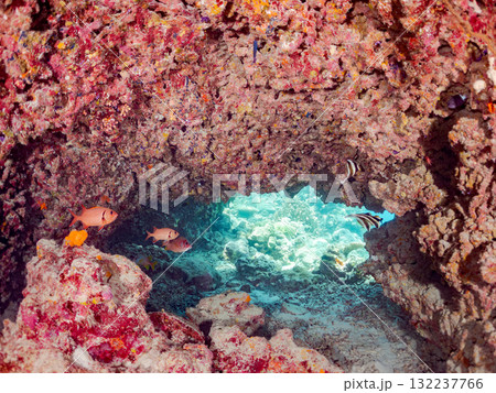 ミナミハタタテダイ、トガリエビス他群れ。美しいサンゴ礁と熱帯魚の群れ。島尻郡慶良間諸島座間味島安室島 ミナミハタタテダイ、トガリエビス他群れ。美しいサンゴ礁と熱帯魚の群れ。島尻郡慶良間諸島座間味島安室島 132237766