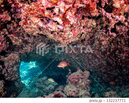 ミナミハタタテダイ、トガリエビス他群れ。美しいサンゴ礁と熱帯魚の群れ。島尻郡慶良間諸島座間味島安室島 132237771