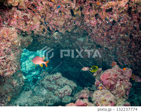 ミナミハタタテダイ、トガリエビス他群れ。美しいサンゴ礁と熱帯魚の群れ。島尻郡慶良間諸島座間味島安室島 132237774