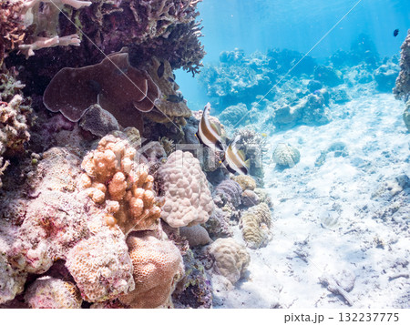 ミナミハタタテダイ、トガリエビス他群れ。美しいサンゴ礁と熱帯魚の群れ。島尻郡慶良間諸島座間味島安室島 132237775