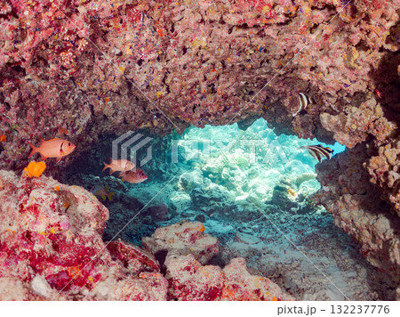 ミナミハタタテダイ、トガリエビス他群れ。美しいサンゴ礁と熱帯魚の群れ。島尻郡慶良間諸島座間味島安室島 132237776