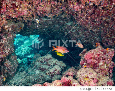ミナミハタタテダイ、トガリエビス他群れ。美しいサンゴ礁と熱帯魚の群れ。島尻郡慶良間諸島座間味島安室島 132237778