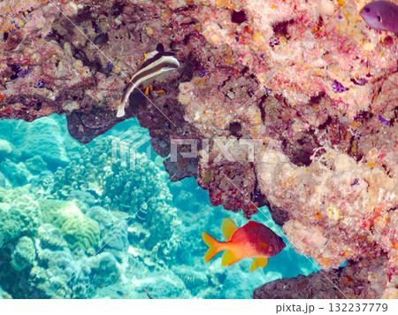 ミナミハタタテダイ、トガリエビス他群れ。美しいサンゴ礁と熱帯魚の群れ。島尻郡慶良間諸島座間味島安室島 132237779