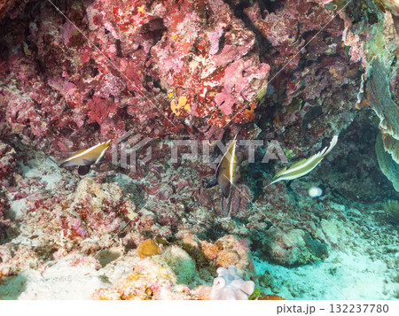 ミナミハタタテダイ、トガリエビス他群れ。美しいサンゴ礁と熱帯魚の群れ。島尻郡慶良間諸島座間味島安室島 132237780