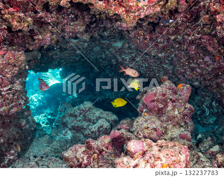 ミナミハタタテダイ、トガリエビス他群れ。美しいサンゴ礁と熱帯魚の群れ。島尻郡慶良間諸島座間味島安室島 132237783