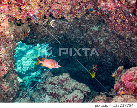 ミナミハタタテダイ、トガリエビス他群れ。美しいサンゴ礁と熱帯魚の群れ。島尻郡慶良間諸島座間味島安室島 132237784