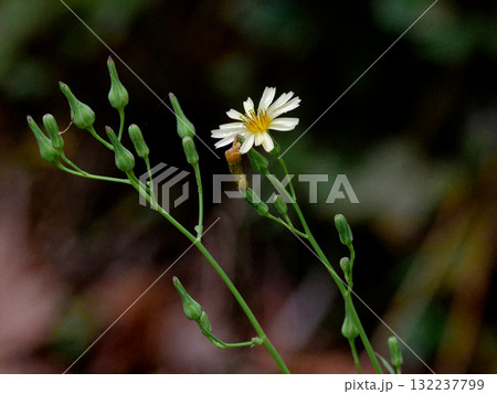 キク科アキノノゲシの開花 キク科アキノノゲシの開花 132237799