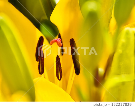 黄色いスカシユリ 132237829