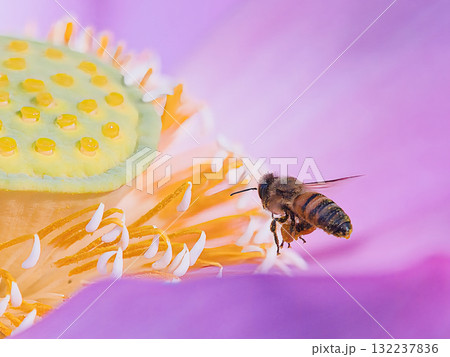 蜜を探すミツバチ 蜜を探すミツバチ 132237836