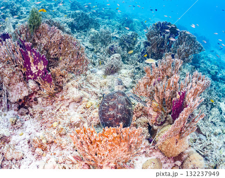 サンゴ礁をゆったり泳ぐアオウミガメ他。美しいサンゴ礁と熱帯魚の群れ。 島尻郡慶良間諸島座間味島安室島 132237949