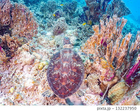 サンゴ礁をゆったり泳ぐアオウミガメ他。美しいサンゴ礁と熱帯魚の群れ。 島尻郡慶良間諸島座間味島安室島 サンゴ礁をゆったり泳ぐアオウミガメ他。美しいサンゴ礁と熱帯魚の群れ。 島尻郡慶良間諸島座間味島安室島 132237950