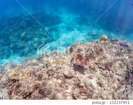 サンゴ礁をゆったり泳ぐアオウミガメ他。美しいサンゴ礁と熱帯魚の群れ。 島尻郡慶良間諸島座間味島安室島 132237951
