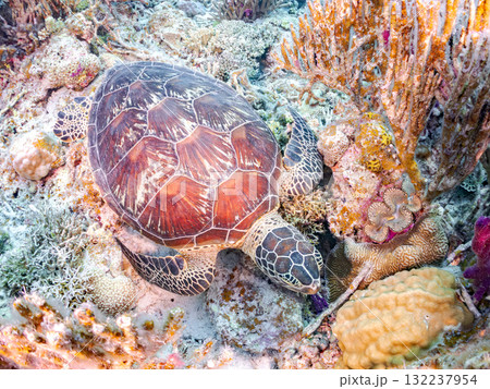 サンゴ礁をゆったり泳ぐアオウミガメ他。美しいサンゴ礁と熱帯魚の群れ。 島尻郡慶良間諸島座間味島安室島 サンゴ礁をゆったり泳ぐアオウミガメ他。美しいサンゴ礁と熱帯魚の群れ。 島尻郡慶良間諸島座間味島安室島 132237954