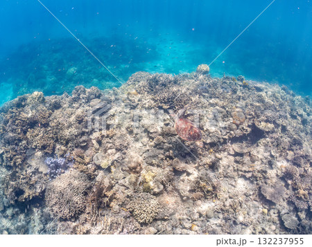 サンゴ礁をゆったり泳ぐアオウミガメ他。美しいサンゴ礁と熱帯魚の群れ。 島尻郡慶良間諸島座間味島安室島 132237955