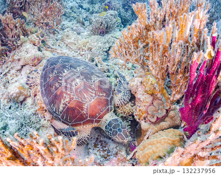 サンゴ礁をゆったり泳ぐアオウミガメ他。美しいサンゴ礁と熱帯魚の群れ。 島尻郡慶良間諸島座間味島安室島 132237956