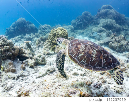 サンゴ礁をゆったり泳ぐアオウミガメ他。美しいサンゴ礁と熱帯魚の群れ。 島尻郡慶良間諸島座間味島安室島 サンゴ礁をゆったり泳ぐアオウミガメ他。美しいサンゴ礁と熱帯魚の群れ。 島尻郡慶良間諸島座間味島安室島 132237959