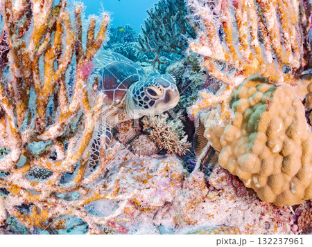 サンゴ礁をゆったり泳ぐアオウミガメ他。美しいサンゴ礁と熱帯魚の群れ。 島尻郡慶良間諸島座間味島安室島 サンゴ礁をゆったり泳ぐアオウミガメ他。美しいサンゴ礁と熱帯魚の群れ。 島尻郡慶良間諸島座間味島安室島 132237961