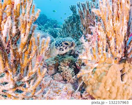 サンゴ礁をゆったり泳ぐアオウミガメ他。美しいサンゴ礁と熱帯魚の群れ。 島尻郡慶良間諸島座間味島安室島 サンゴ礁をゆったり泳ぐアオウミガメ他。美しいサンゴ礁と熱帯魚の群れ。 島尻郡慶良間諸島座間味島安室島 132237963