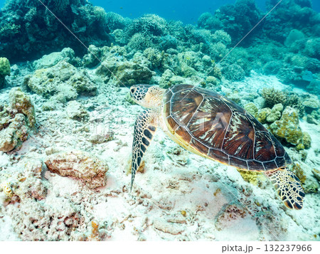 サンゴ礁をゆったり泳ぐアオウミガメ他。美しいサンゴ礁と熱帯魚の群れ。 島尻郡慶良間諸島座間味島安室島 サンゴ礁をゆったり泳ぐアオウミガメ他。美しいサンゴ礁と熱帯魚の群れ。 島尻郡慶良間諸島座間味島安室島 132237966