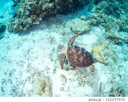 サンゴ礁をゆったり泳ぐアオウミガメ他。美しいサンゴ礁と熱帯魚の群れ。 島尻郡慶良間諸島座間味島安室島 サンゴ礁をゆったり泳ぐアオウミガメ他。美しいサンゴ礁と熱帯魚の群れ。 島尻郡慶良間諸島座間味島安室島 132237970