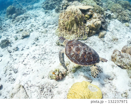 サンゴ礁をゆったり泳ぐアオウミガメ他。美しいサンゴ礁と熱帯魚の群れ。 島尻郡慶良間諸島座間味島安室島 サンゴ礁をゆったり泳ぐアオウミガメ他。美しいサンゴ礁と熱帯魚の群れ。 島尻郡慶良間諸島座間味島安室島 132237971