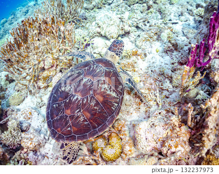 サンゴ礁をゆったり泳ぐアオウミガメ他。美しいサンゴ礁と熱帯魚の群れ。 島尻郡慶良間諸島座間味島安室島 132237973