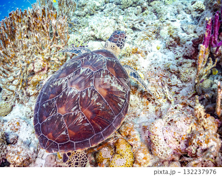 サンゴ礁をゆったり泳ぐアオウミガメ他。美しいサンゴ礁と熱帯魚の群れ。 島尻郡慶良間諸島座間味島安室島 132237976