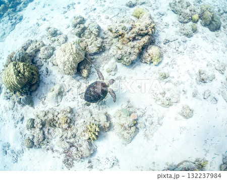 サンゴ礁をゆったり泳ぐアオウミガメ他。美しいサンゴ礁と熱帯魚の群れ。 島尻郡慶良間諸島座間味島安室島 132237984