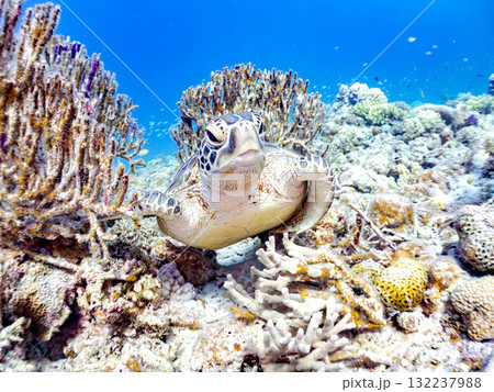 サンゴ礁をゆったり泳ぐアオウミガメ他。美しいサンゴ礁と熱帯魚の群れ。 島尻郡慶良間諸島座間味島安室島 132237988