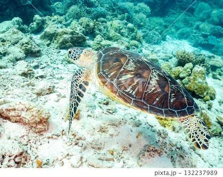 サンゴ礁をゆったり泳ぐアオウミガメ他。美しいサンゴ礁と熱帯魚の群れ。 島尻郡慶良間諸島座間味島安室島 132237989