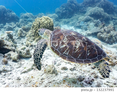 サンゴ礁をゆったり泳ぐアオウミガメ他。美しいサンゴ礁と熱帯魚の群れ。 島尻郡慶良間諸島座間味島安室島 132237991