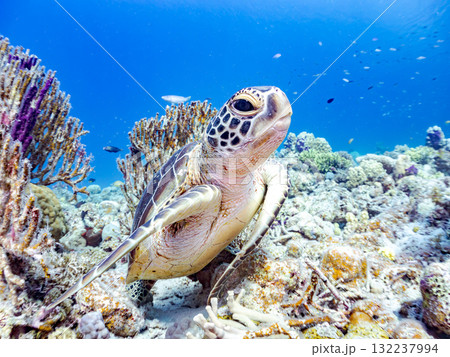 サンゴ礁をゆったり泳ぐアオウミガメ他。美しいサンゴ礁と熱帯魚の群れ。 島尻郡慶良間諸島座間味島安室島 サンゴ礁をゆったり泳ぐアオウミガメ他。美しいサンゴ礁と熱帯魚の群れ。 島尻郡慶良間諸島座間味島安室島 132237994