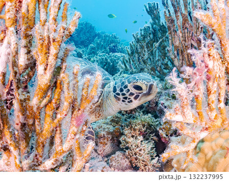 サンゴ礁をゆったり泳ぐアオウミガメ他。美しいサンゴ礁と熱帯魚の群れ。 島尻郡慶良間諸島座間味島安室島 132237995