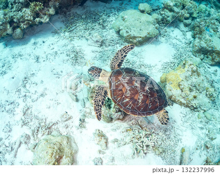サンゴ礁をゆったり泳ぐアオウミガメ他。美しいサンゴ礁と熱帯魚の群れ。 島尻郡慶良間諸島座間味島安室島 132237996