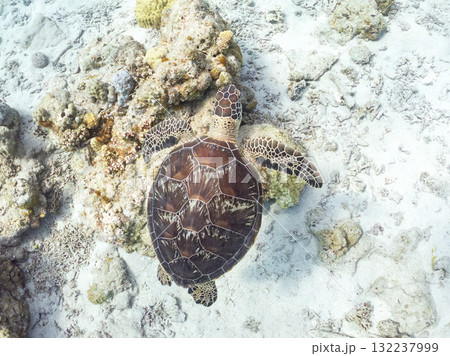 サンゴ礁をゆったり泳ぐアオウミガメ他。美しいサンゴ礁と熱帯魚の群れ。 島尻郡慶良間諸島座間味島安室島 132237999