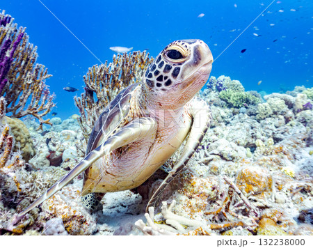 サンゴ礁をゆったり泳ぐアオウミガメ他。美しいサンゴ礁と熱帯魚の群れ。 島尻郡慶良間諸島座間味島安室島 132238000