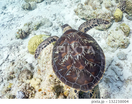 サンゴ礁をゆったり泳ぐアオウミガメ他。美しいサンゴ礁と熱帯魚の群れ。 島尻郡慶良間諸島座間味島安室島 132238004