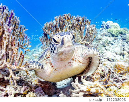 サンゴ礁をゆったり泳ぐアオウミガメ他。美しいサンゴ礁と熱帯魚の群れ。 島尻郡慶良間諸島座間味島安室島 132238008