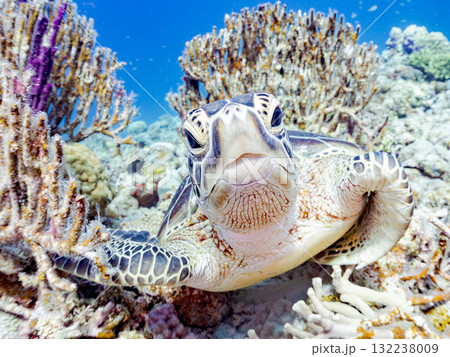 サンゴ礁をゆったり泳ぐアオウミガメ他。美しいサンゴ礁と熱帯魚の群れ。 島尻郡慶良間諸島座間味島安室島 132238009