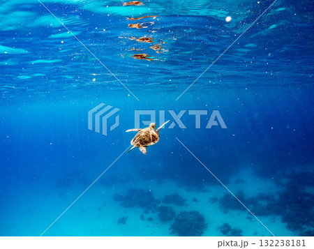 息継ぎをするために浮上するアオウミガメ。美しいサンゴ礁と熱帯魚の群れ。島尻郡慶良間諸島座間味島安室島 132238181